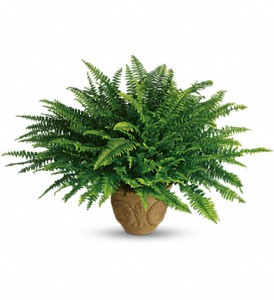 Teleflora's Heartwarming Thoughts Boston Fern in Kentwood LA, Glenda's Flowers & Gifts, LLC