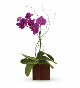 Teleflora's Bamboo Elegance in Kentwood LA, Glenda's Flowers & Gifts, LLC