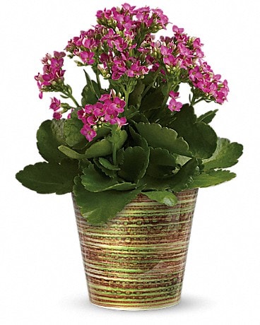 Simply Happy Kalanchoe Plant by Teleflora Plant