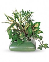 Standard size, 11 inches height and 12 and a half inches wide.